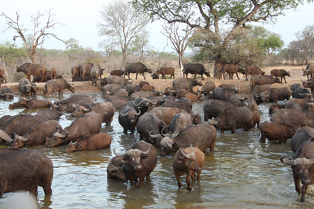 Buffalo Herd